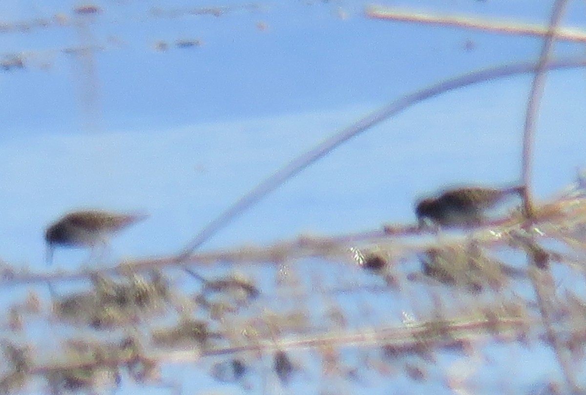 Least Sandpiper - Pam Otley