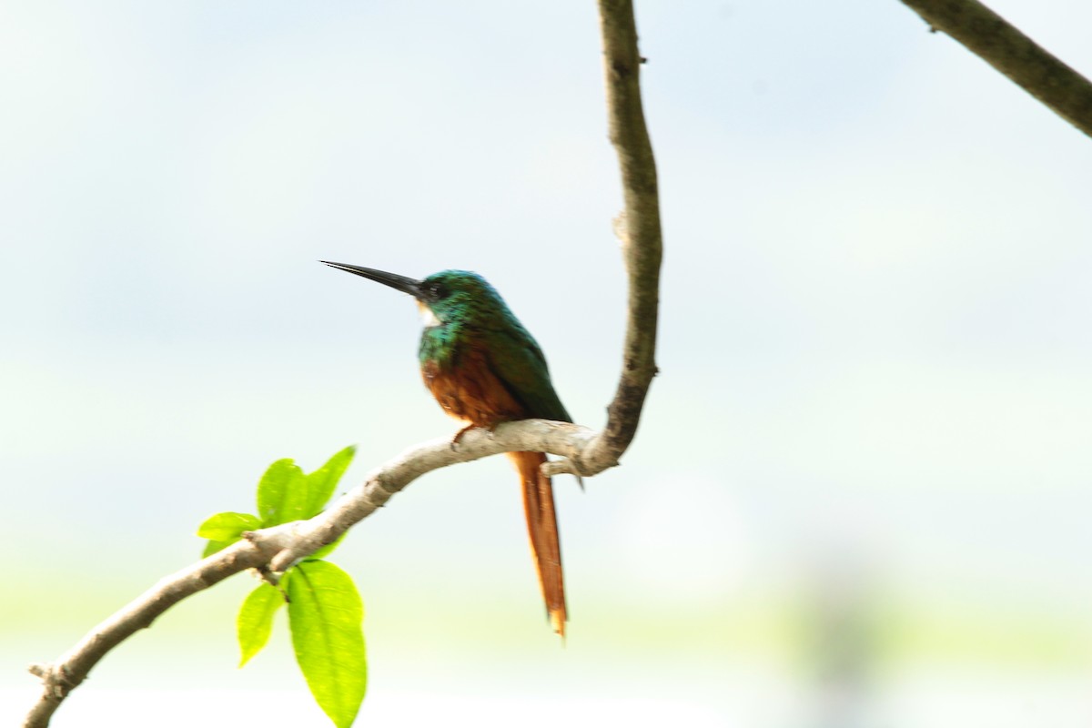 Rufous-tailed Jacamar - Julian Valencia