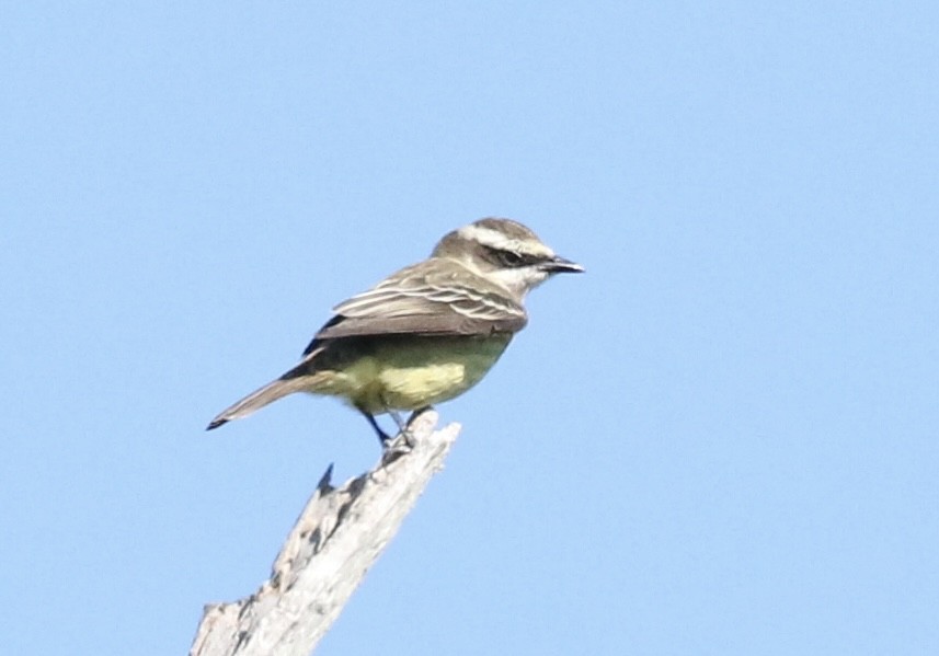 Piratic Flycatcher - ML617334258