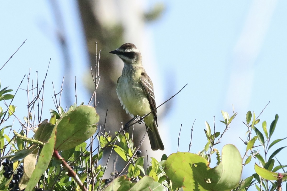 Piratic Flycatcher - ML617334260