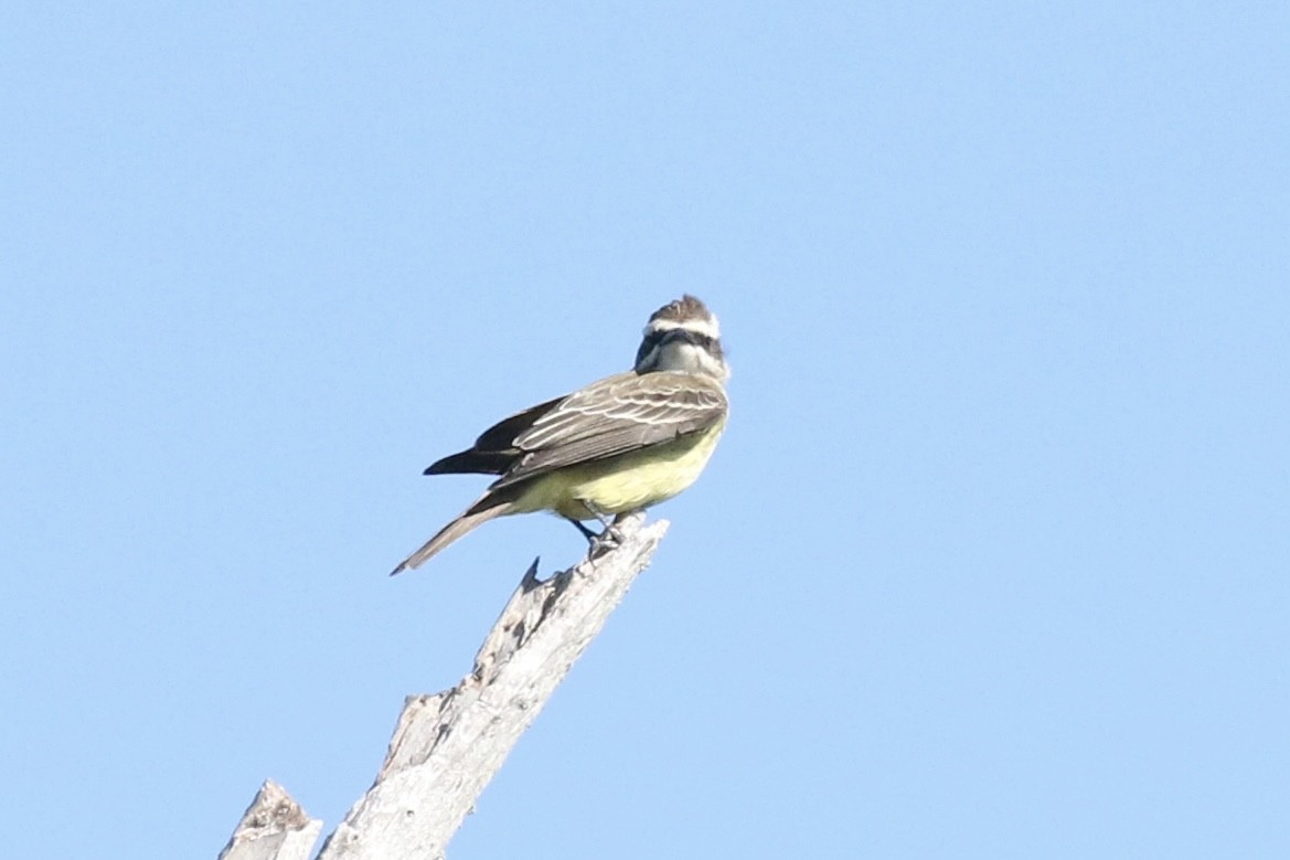 Piratic Flycatcher - ML617334261