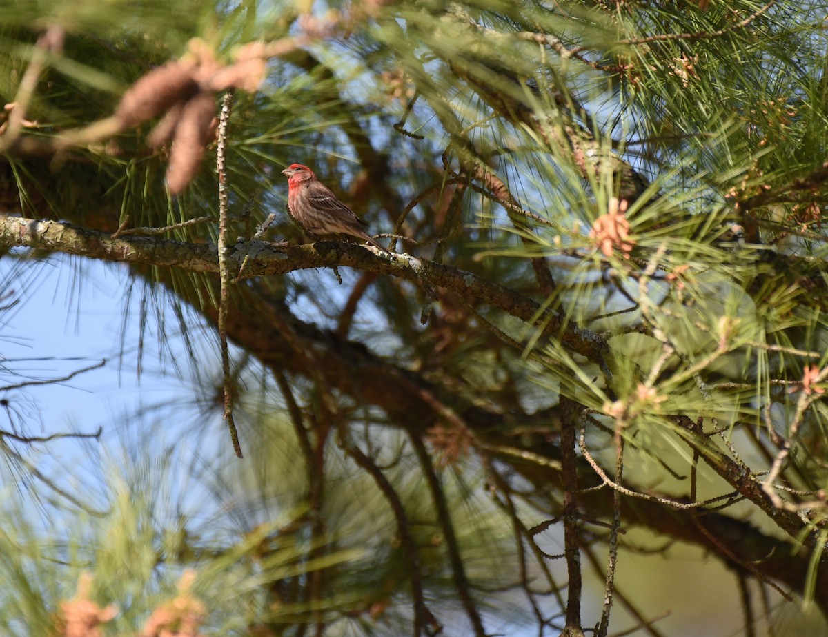 House Finch - ML617334274