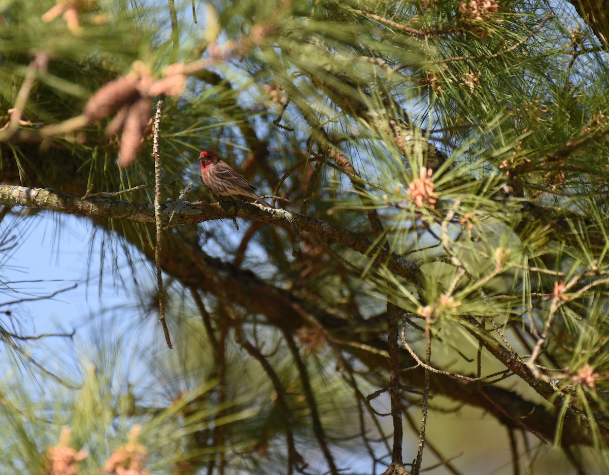 House Finch - ML617334275