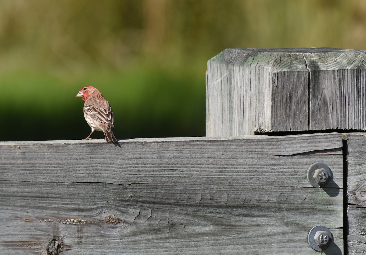 House Finch - ML617334276