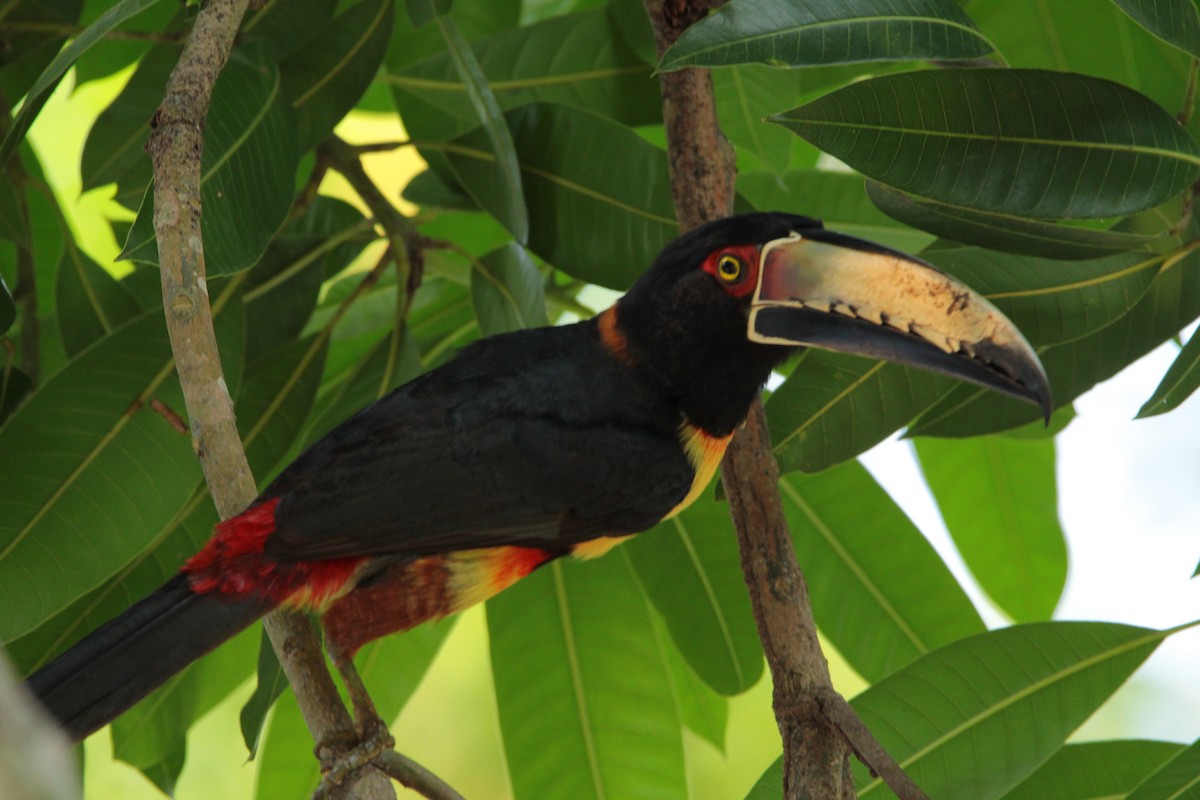 Collared Aracari - Julian Valencia