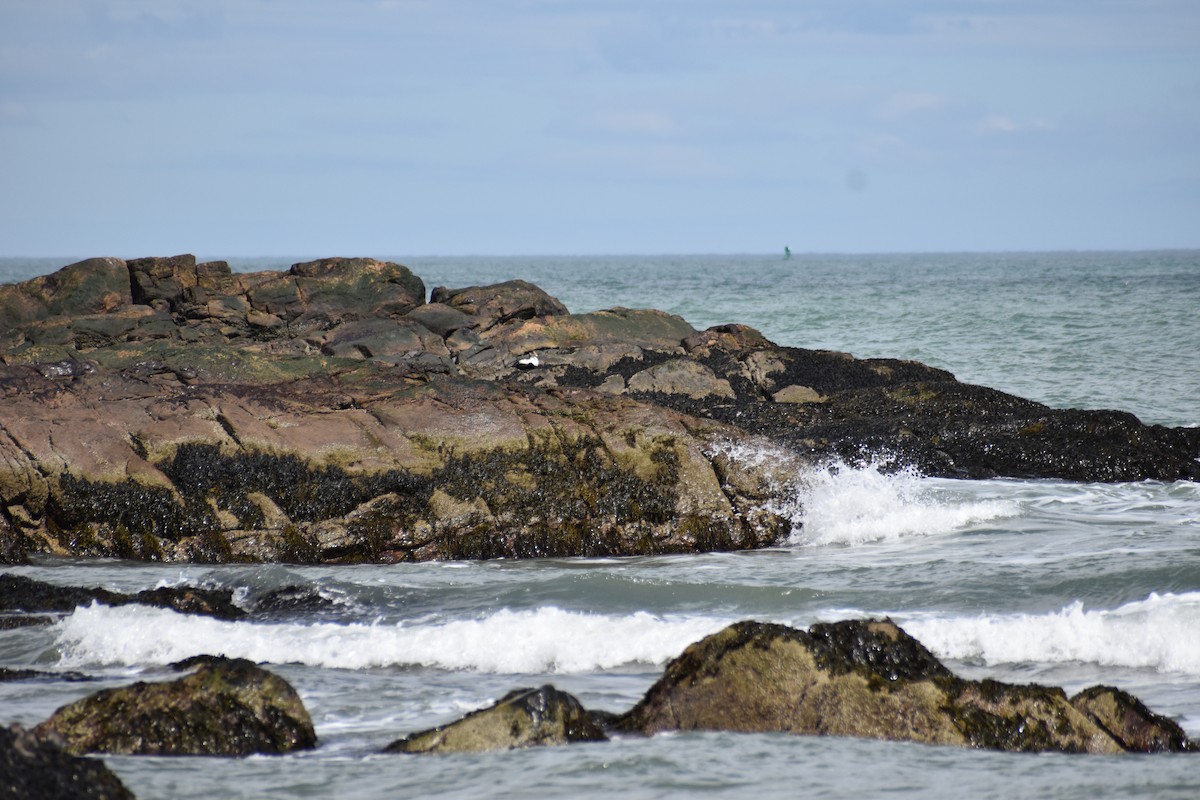 Common Eider - ML617334285