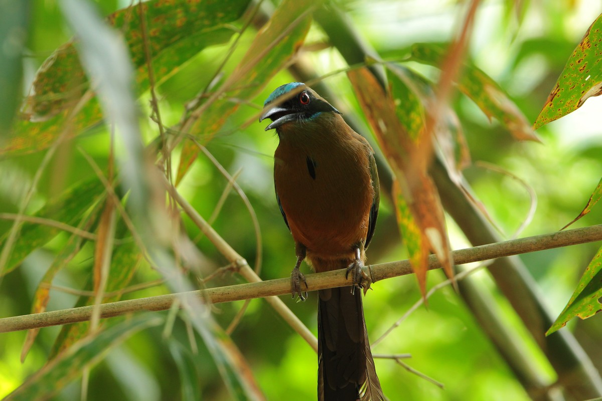 Whooping Motmot - ML617334293