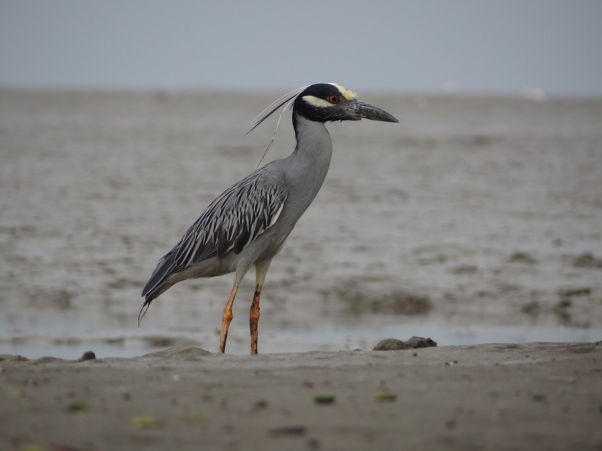 Yellow-crowned Night Heron - ML617334318