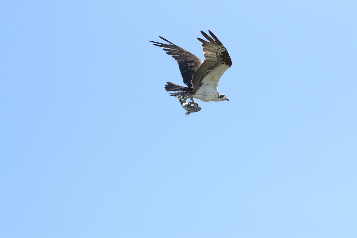 Águila Pescadora - ML617334323