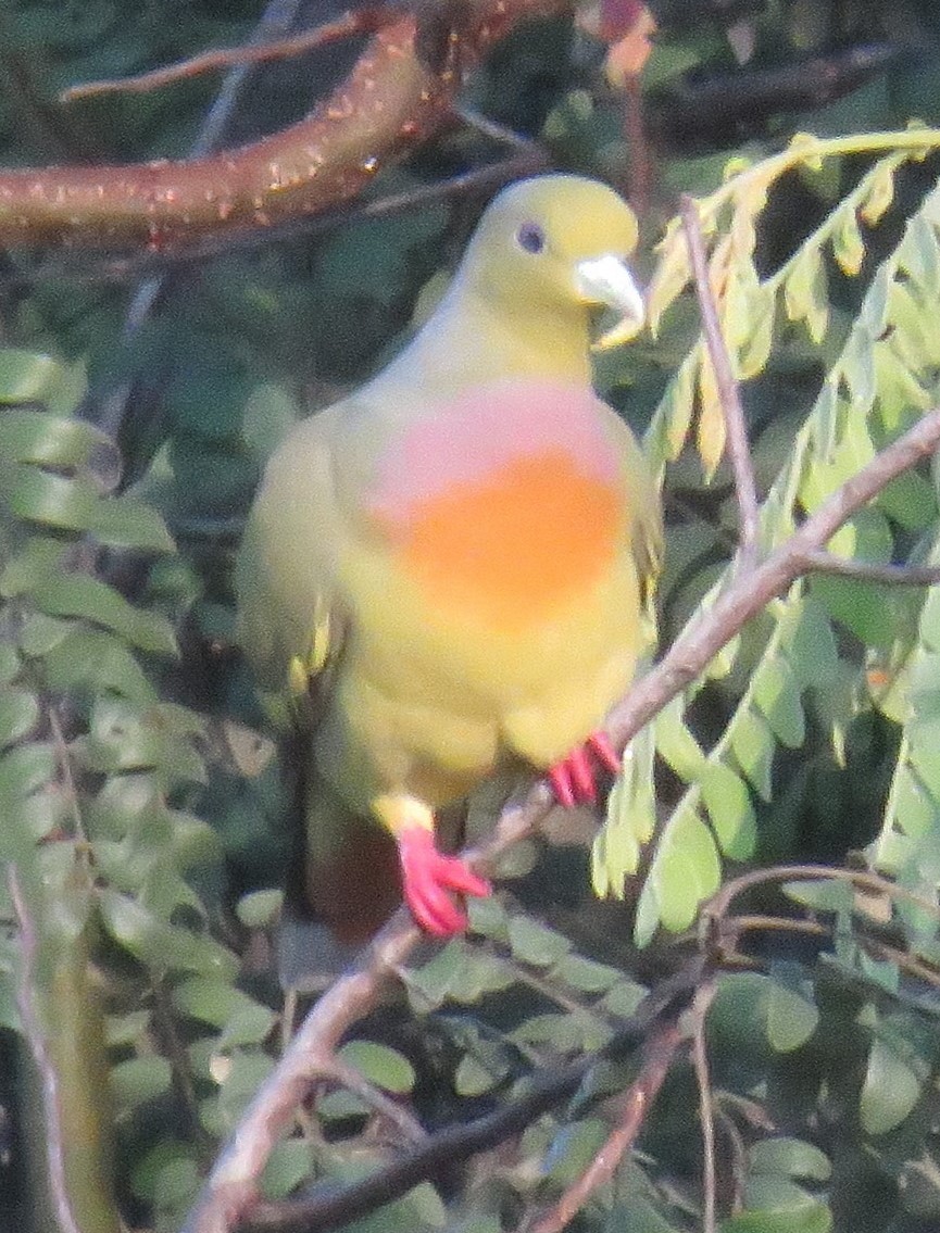 橙胸綠鳩 - ML617334324