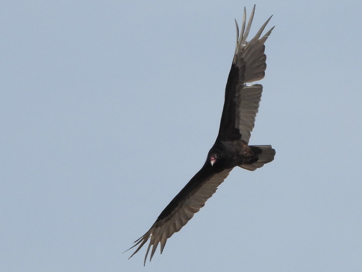 Turkey Vulture - ML617334361