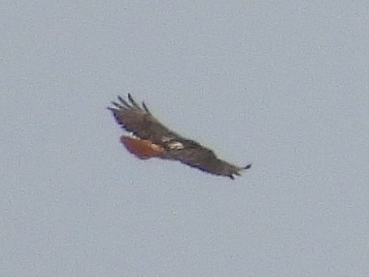 Red-tailed Hawk - ML617334369
