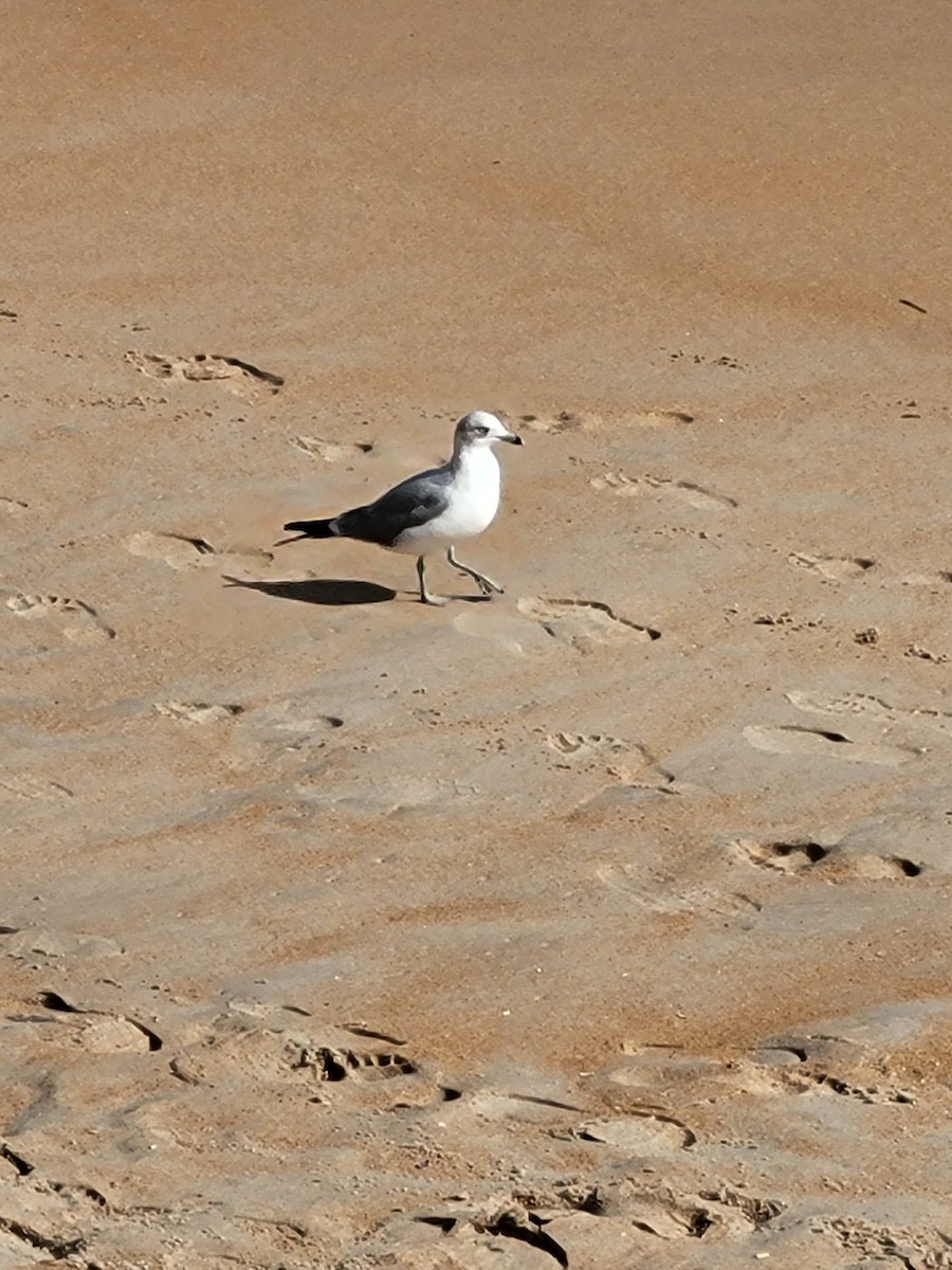 Ring-billed Gull - ML617334370