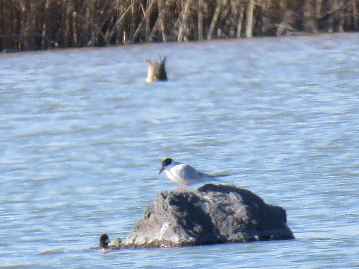 Forster's Tern - ML617334392