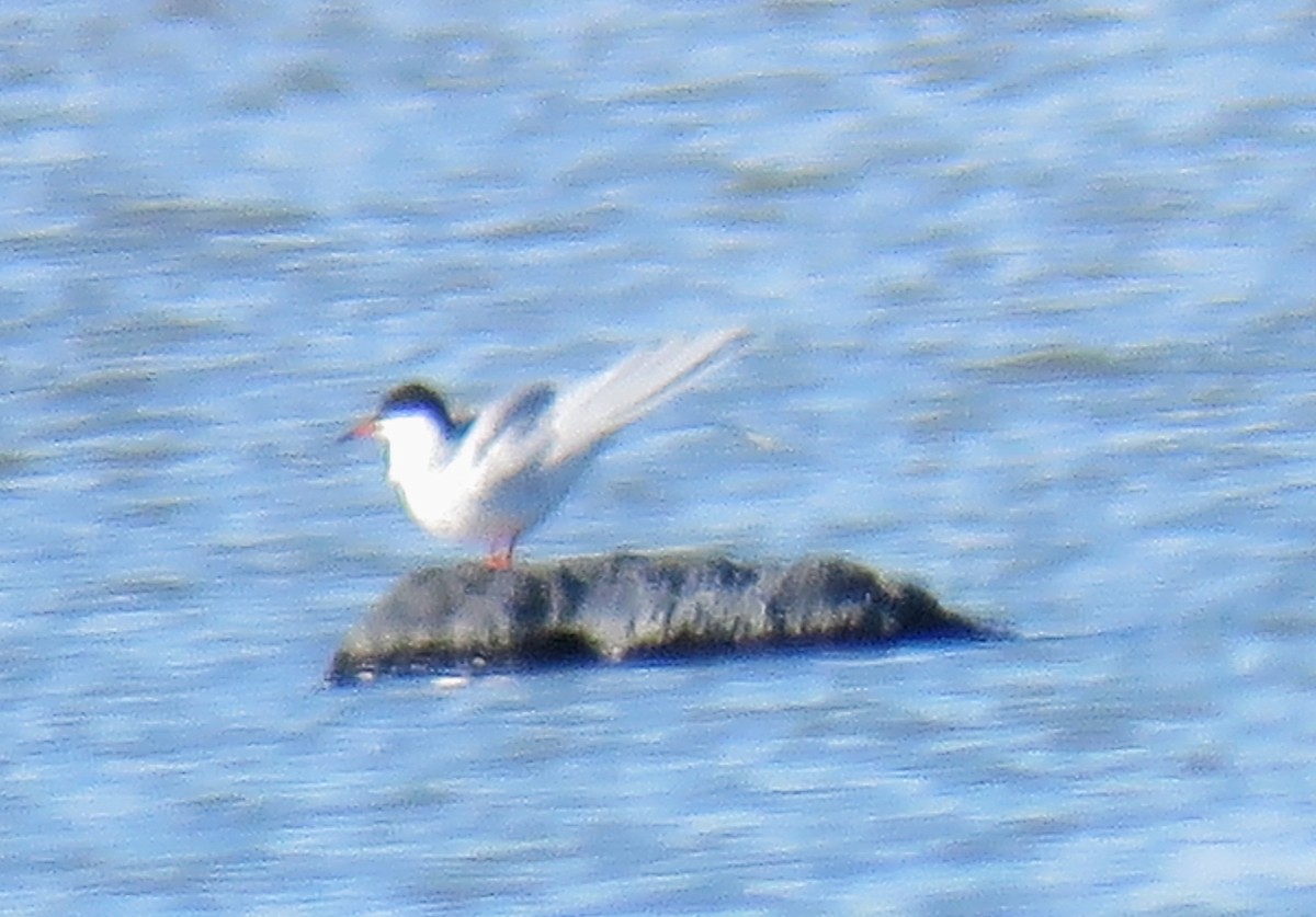 Forster's Tern - ML617334428