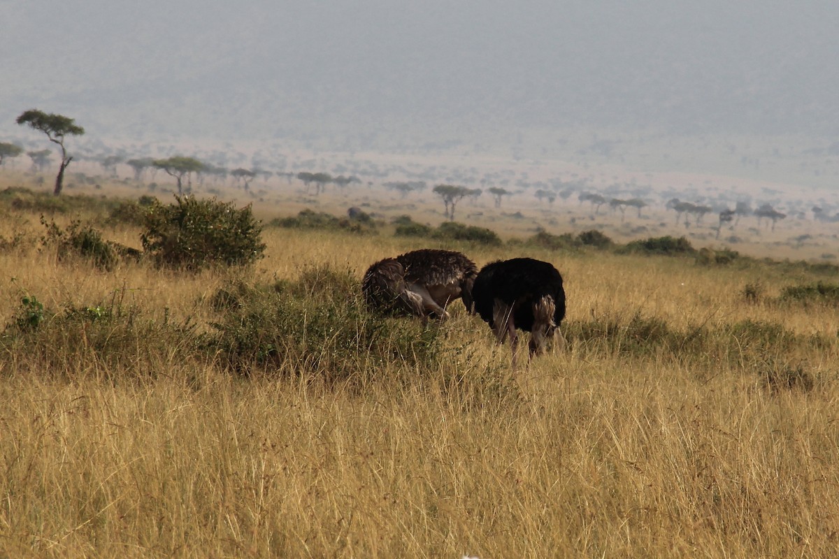 Common Ostrich - ML617334443