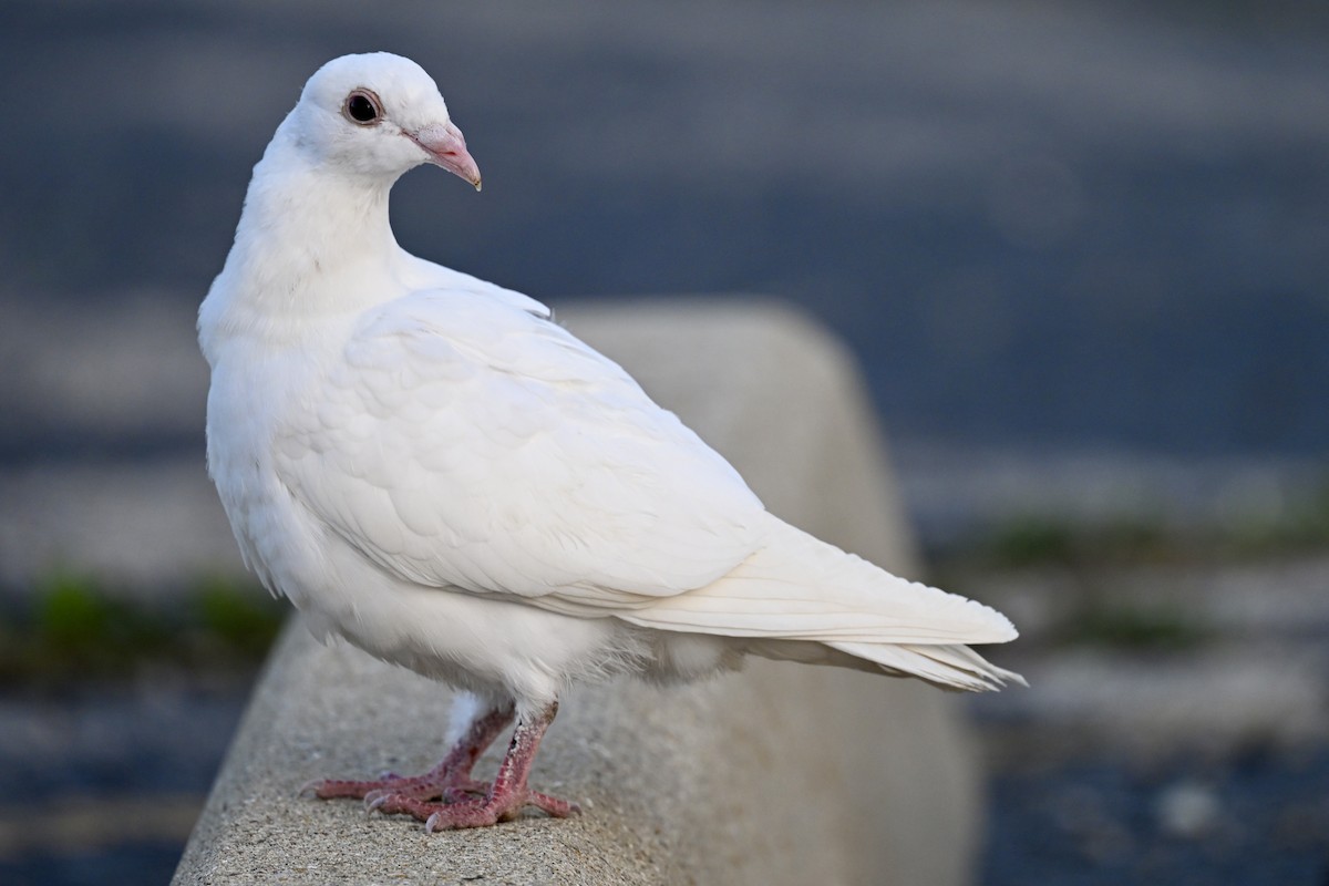 Rock Pigeon (Feral Pigeon) - ML617334469