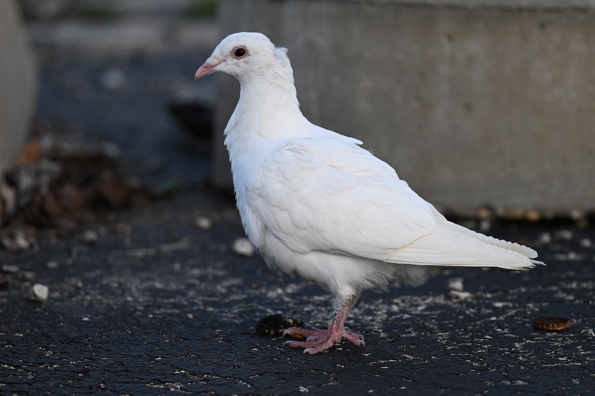 Rock Pigeon (Feral Pigeon) - ML617334470