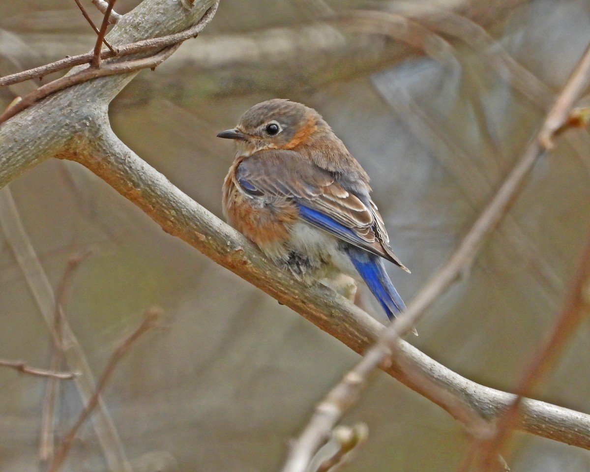 Eastern Bluebird - Aubrey Merrill