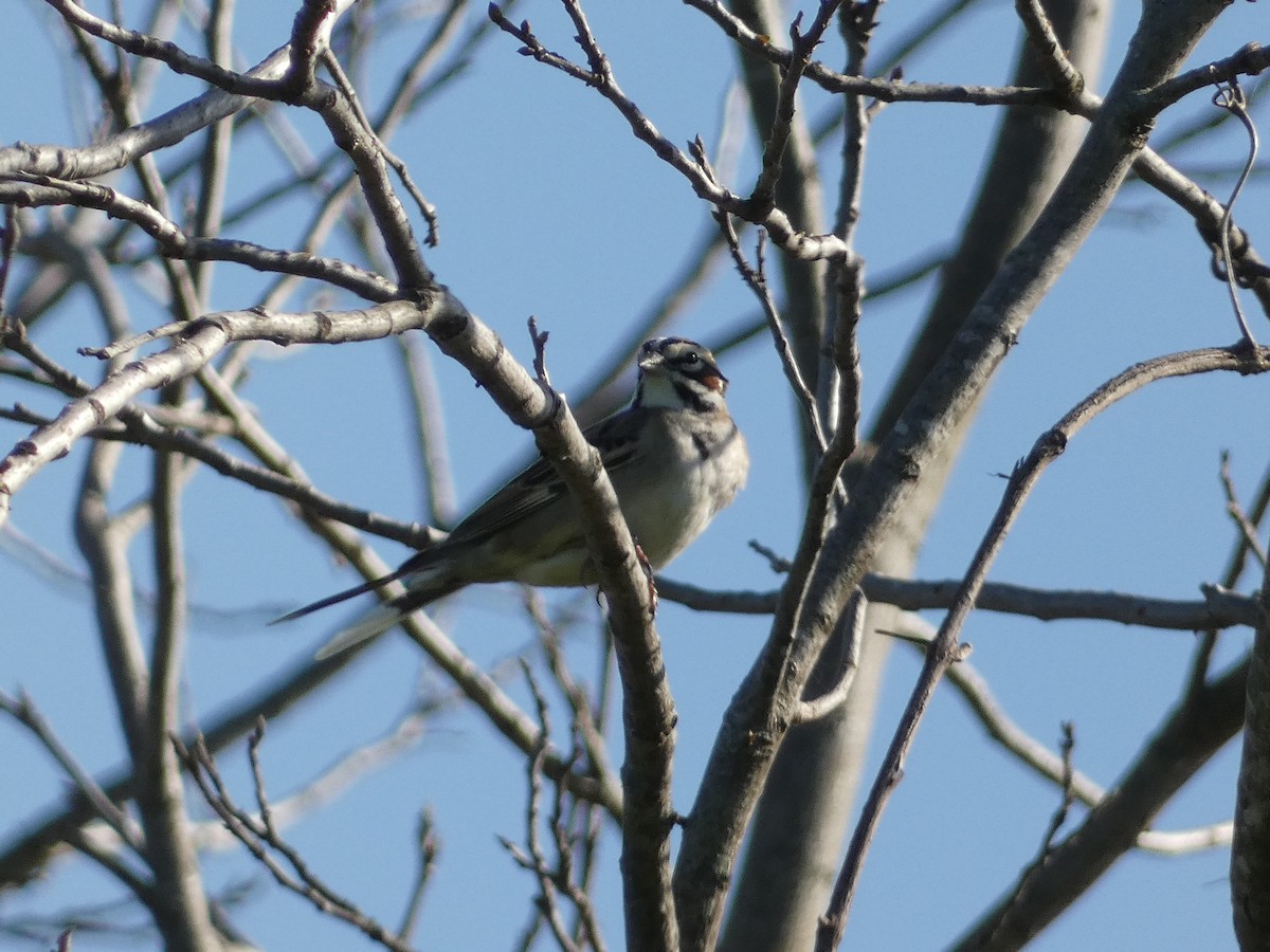 Lark Sparrow - ML617334478