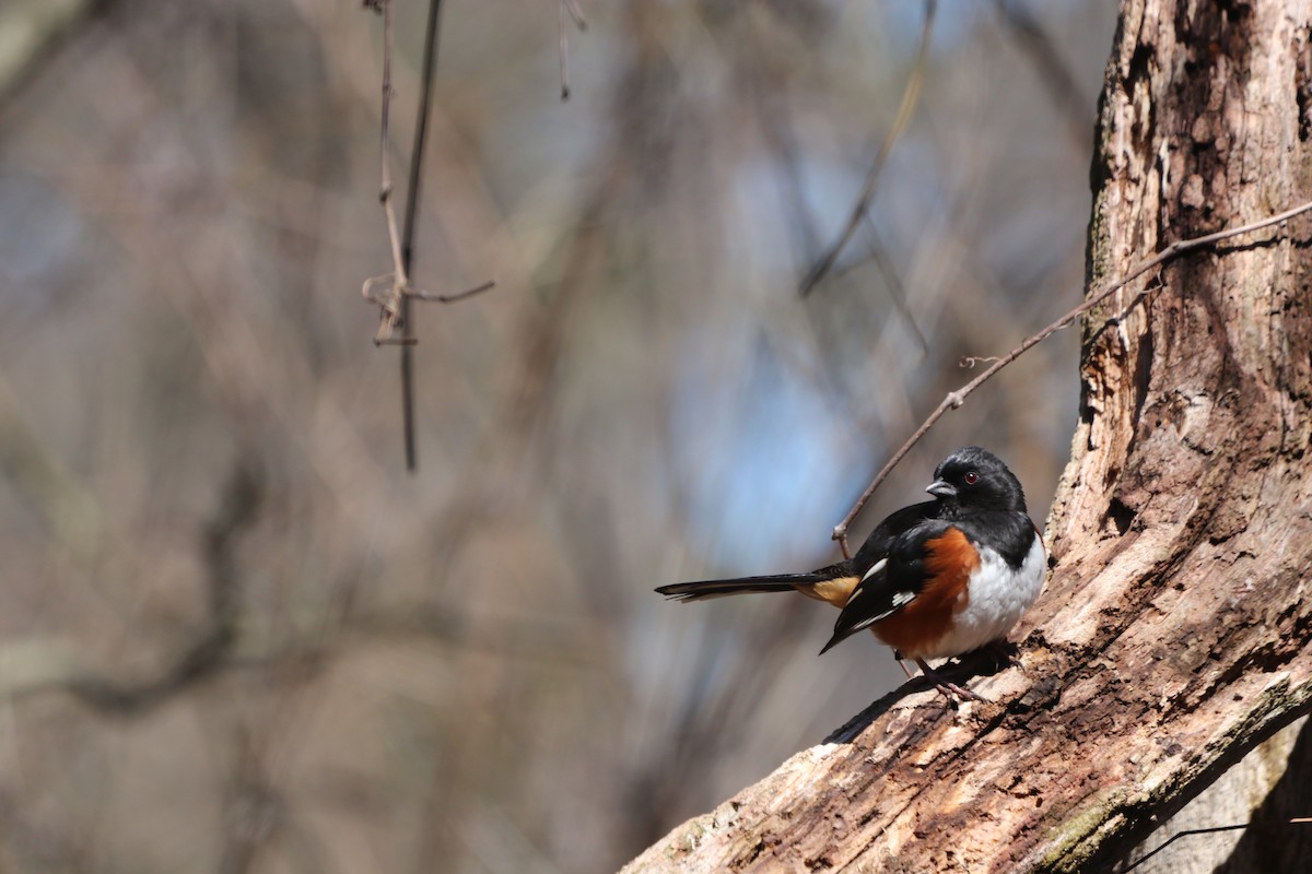 Eastern Towhee - ML617334543