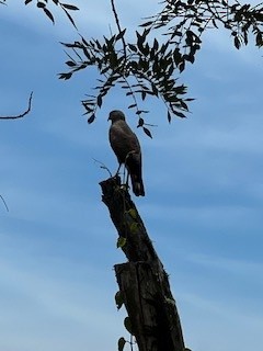 Roadside Hawk - ML617334549