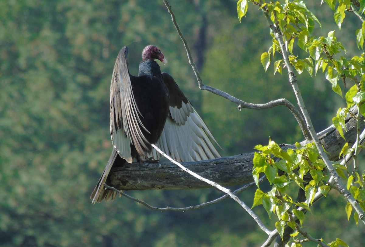 Turkey Vulture - ML617334589