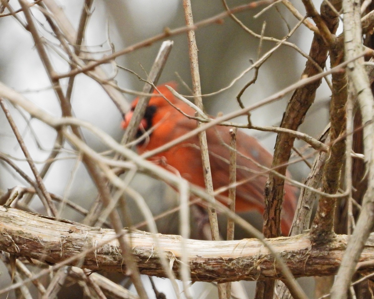 Northern Cardinal - ML617334604