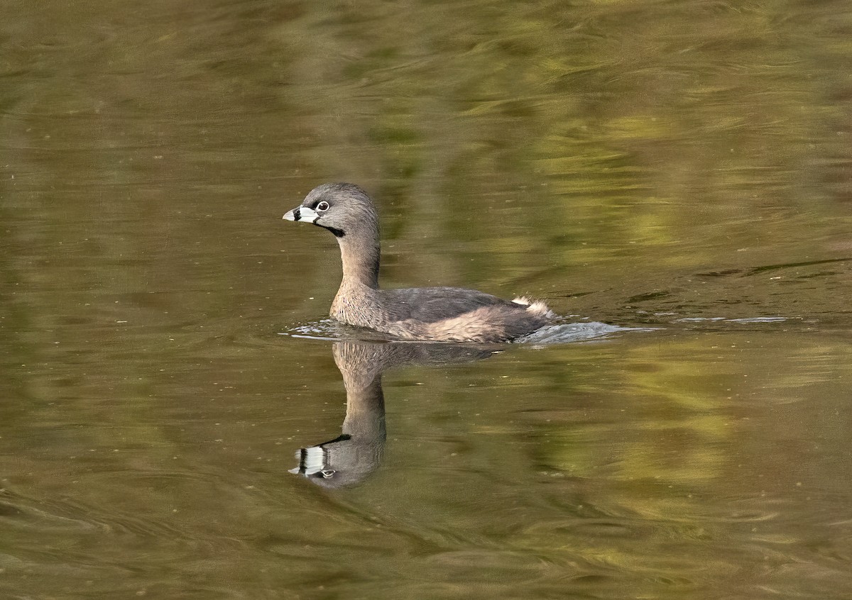 Pied-billed Grebe - ML617334627