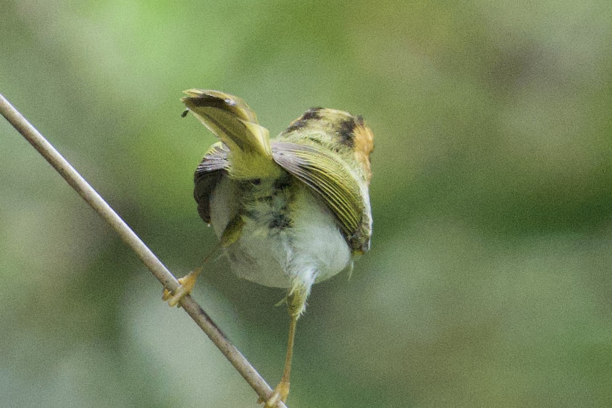 Rufous-faced Warbler - Iwan Roberts