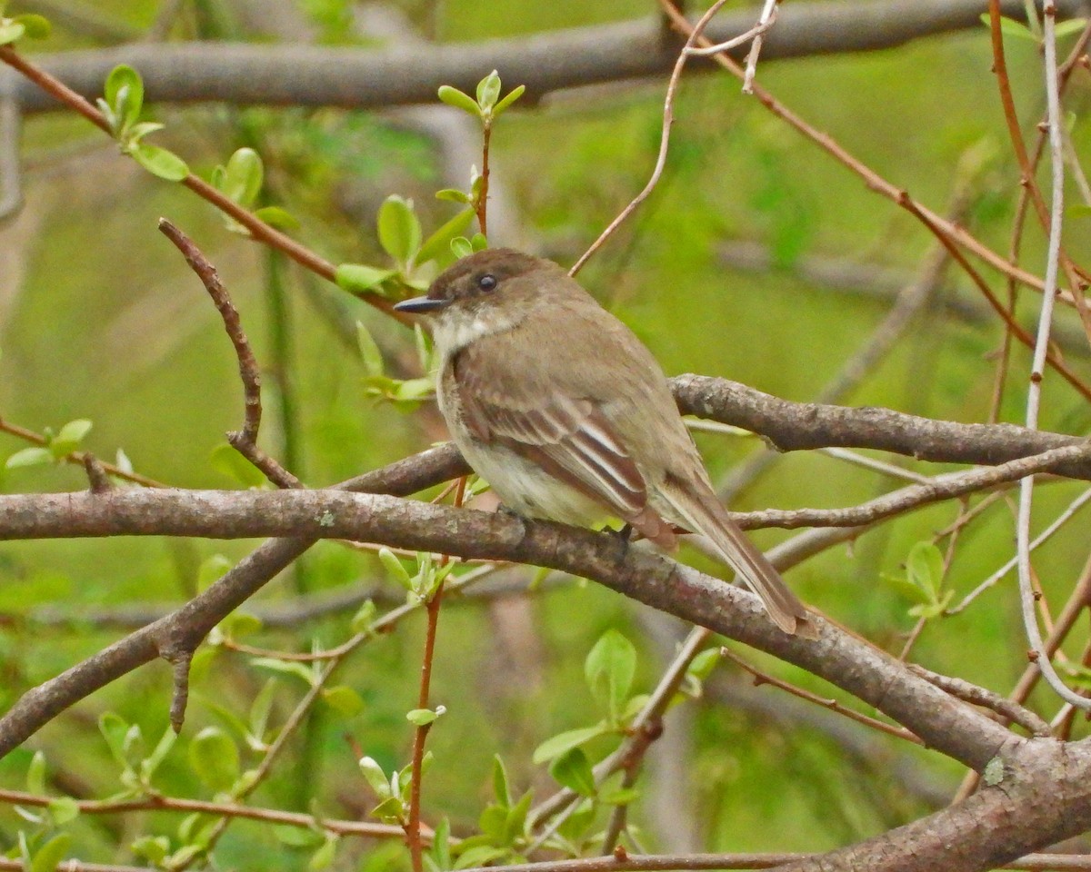 Eastern Phoebe - ML617334723