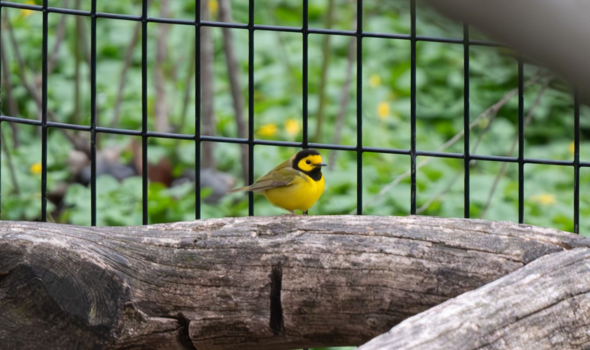 Hooded Warbler - ML617334776