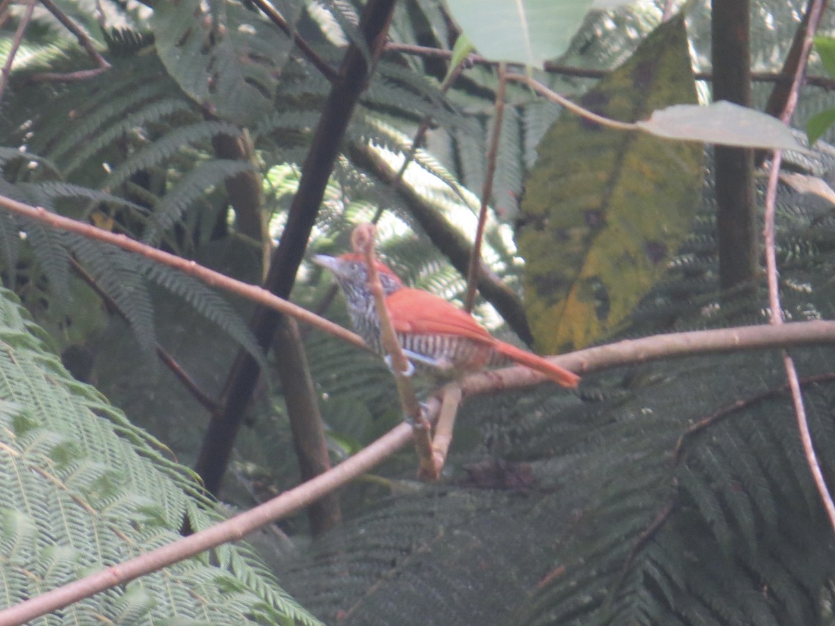 Lined Antshrike - ML617334777