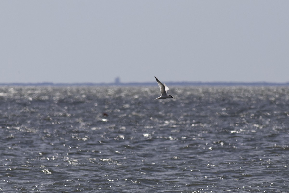 Sandwich Tern (Cabot's) - Arun Bose