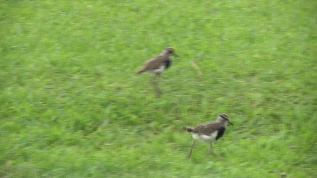 Southern Lapwing (lampronotus) - ML617334839