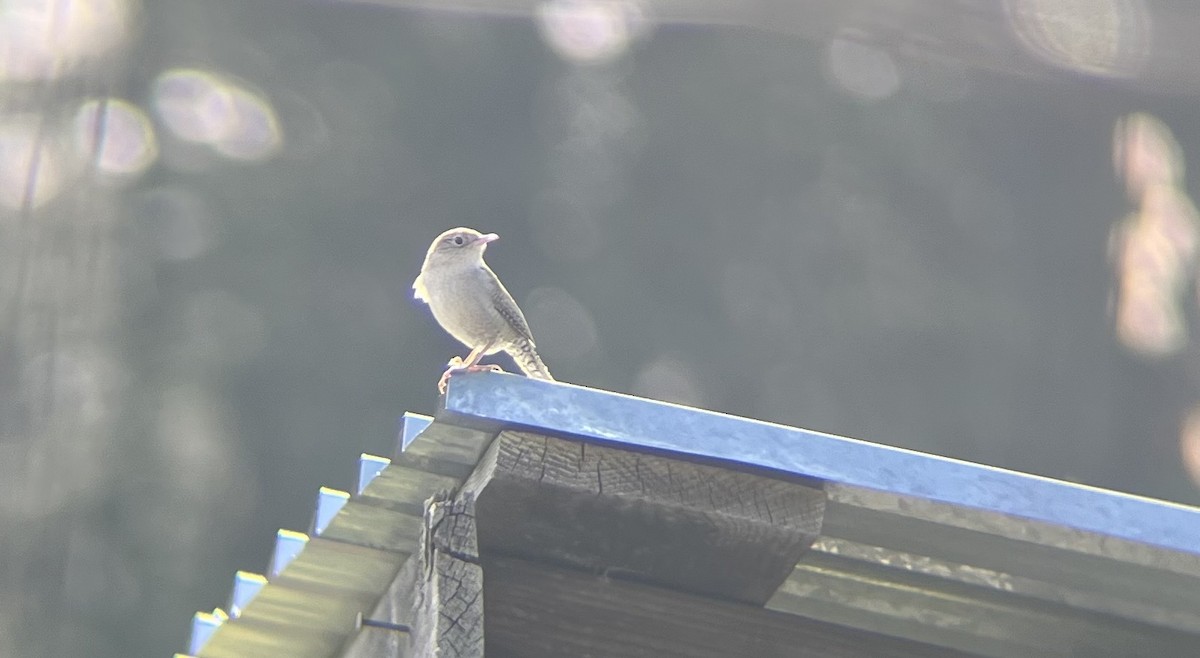 Northern House Wren - ML617334840