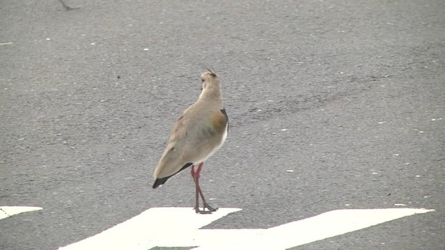 Southern Lapwing (lampronotus) - ML617334846