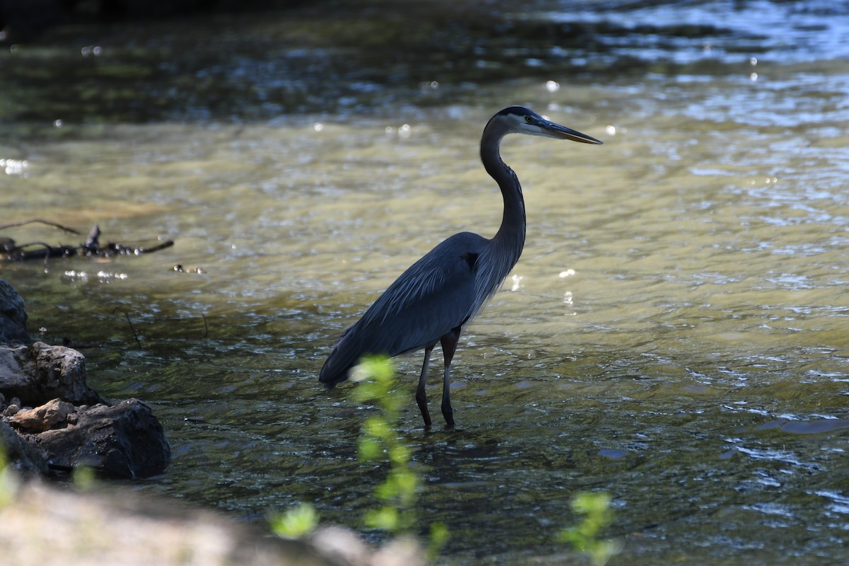 Great Blue Heron - ML617334860