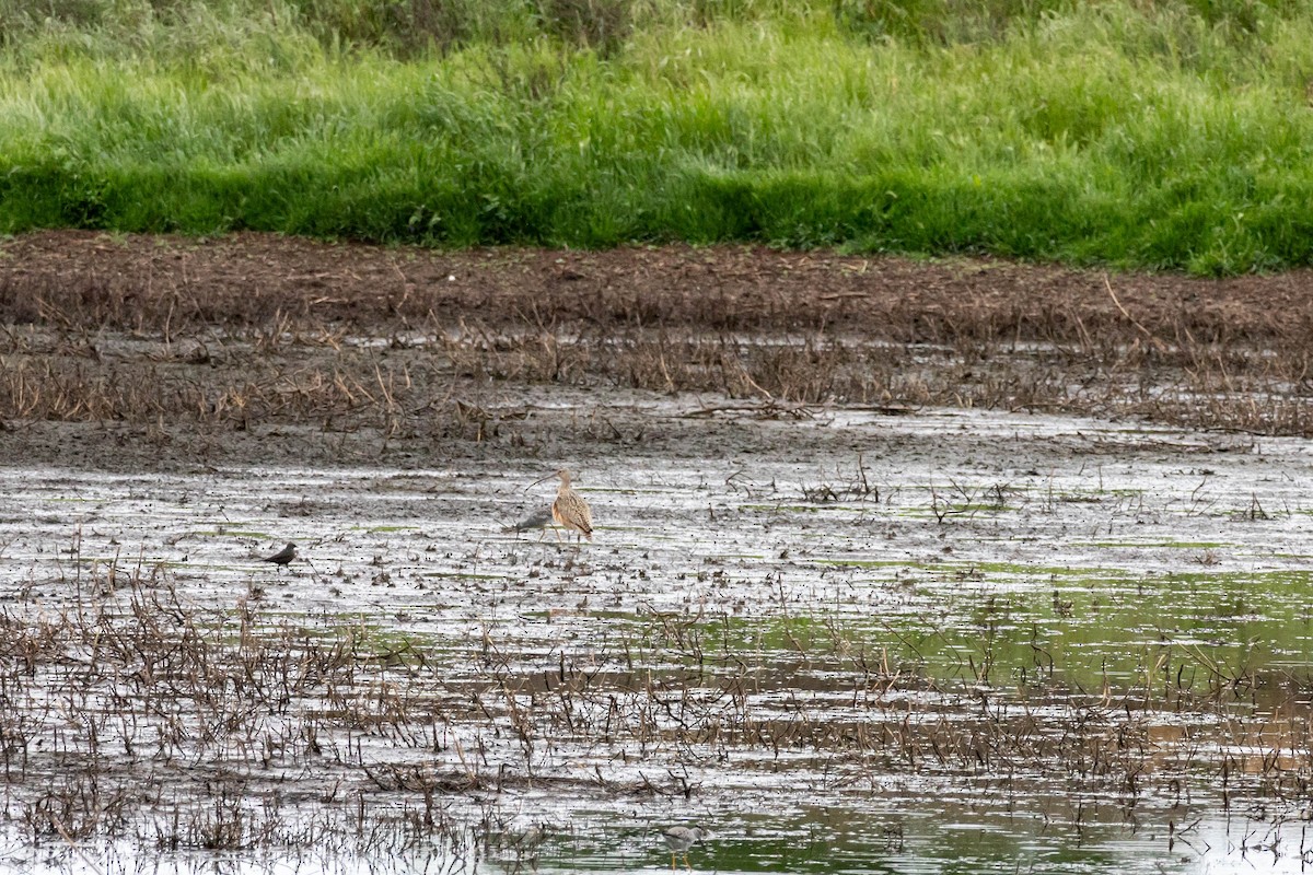 Long-billed Curlew - David Pluth