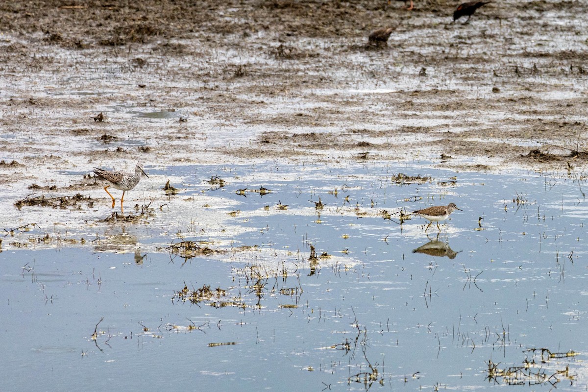 Lesser Yellowlegs - David Pluth