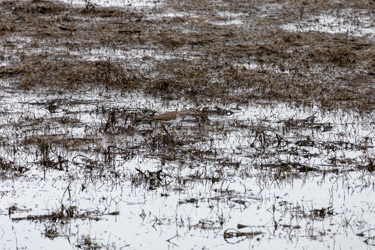 Solitary Sandpiper - David Pluth