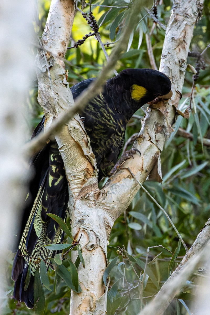 Cacatúa Fúnebre Coliamarilla - ML617334933