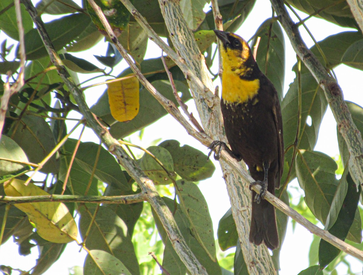 Yellow-headed Blackbird - ML617334939