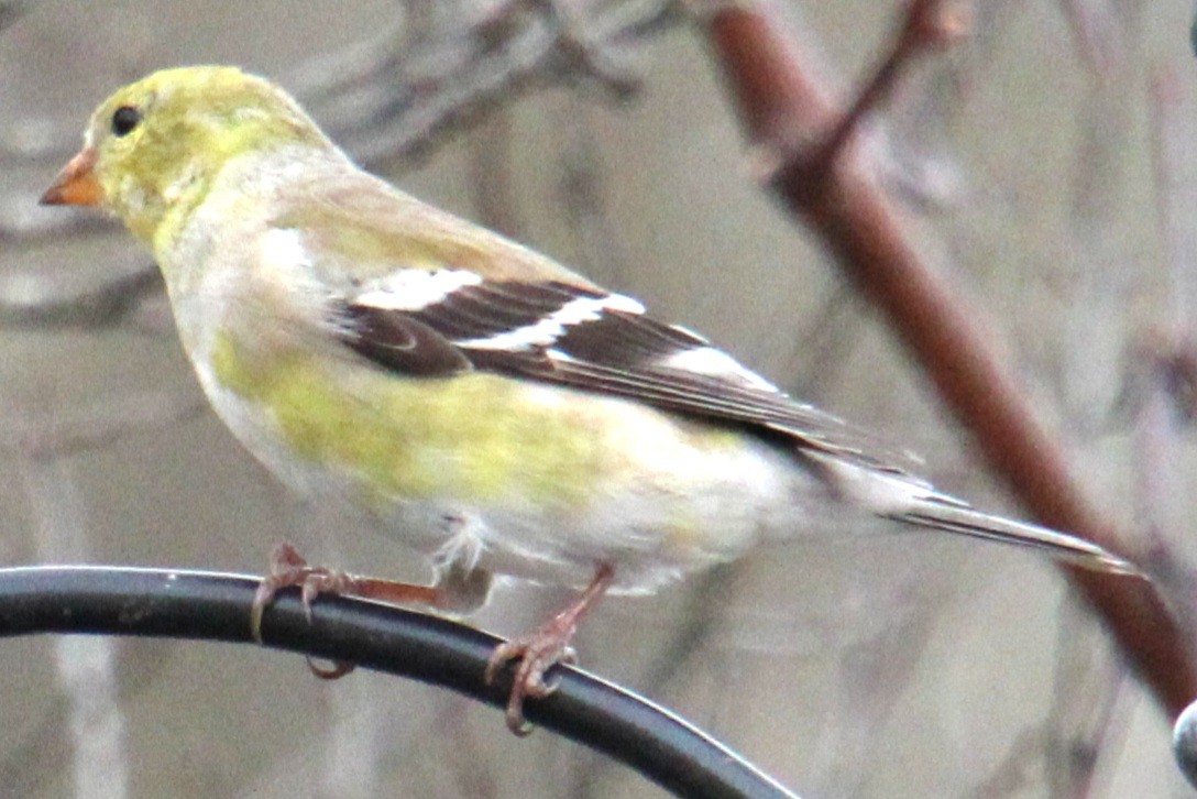 American Goldfinch - ML617334945