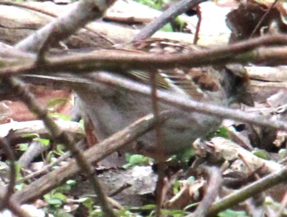 White-throated Sparrow - ML617334951
