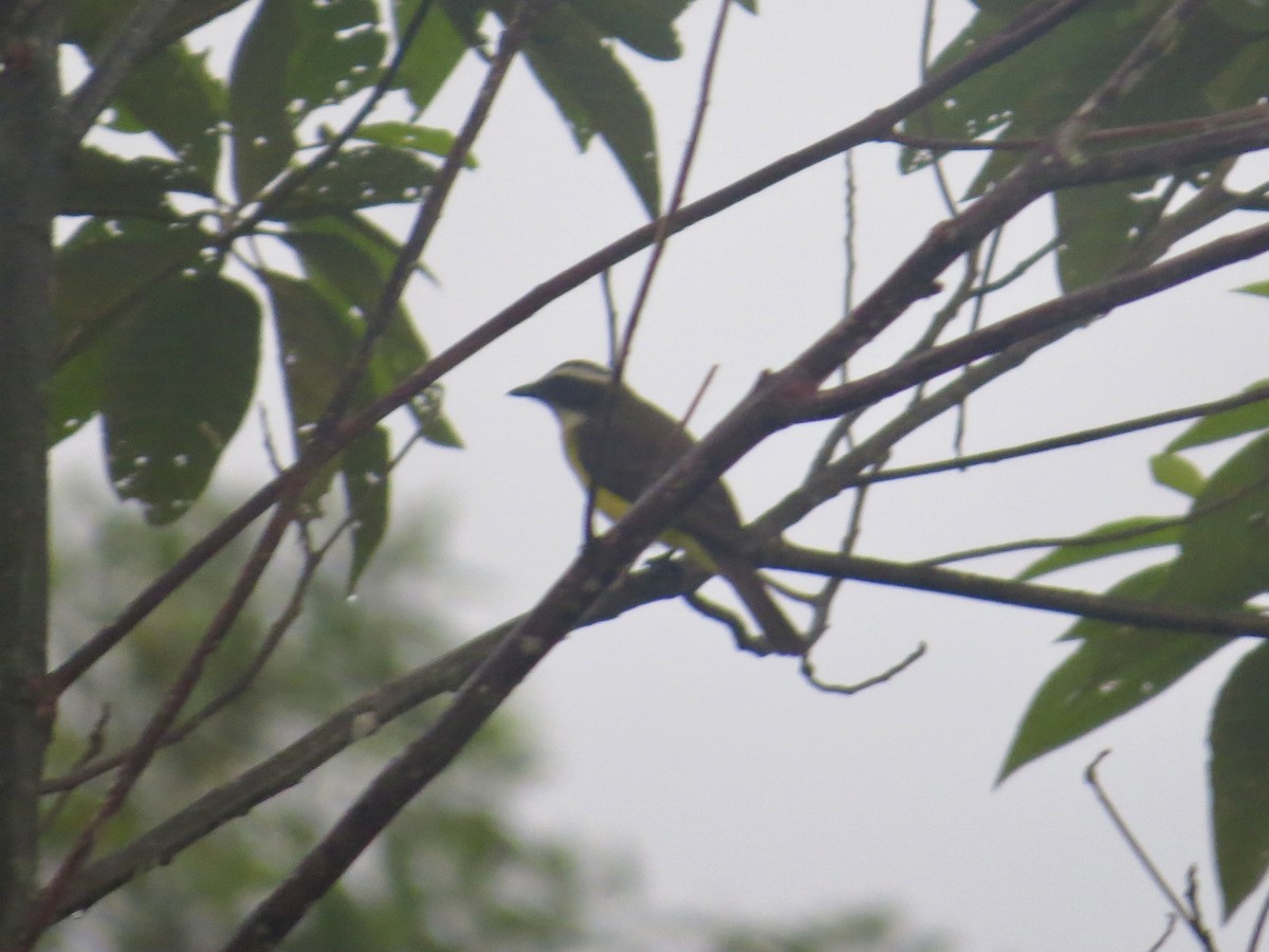 Social Flycatcher (Social) - James Leone