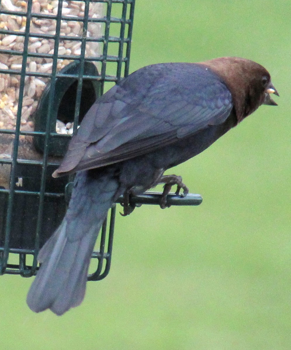 Brown-headed Cowbird - ML617334968