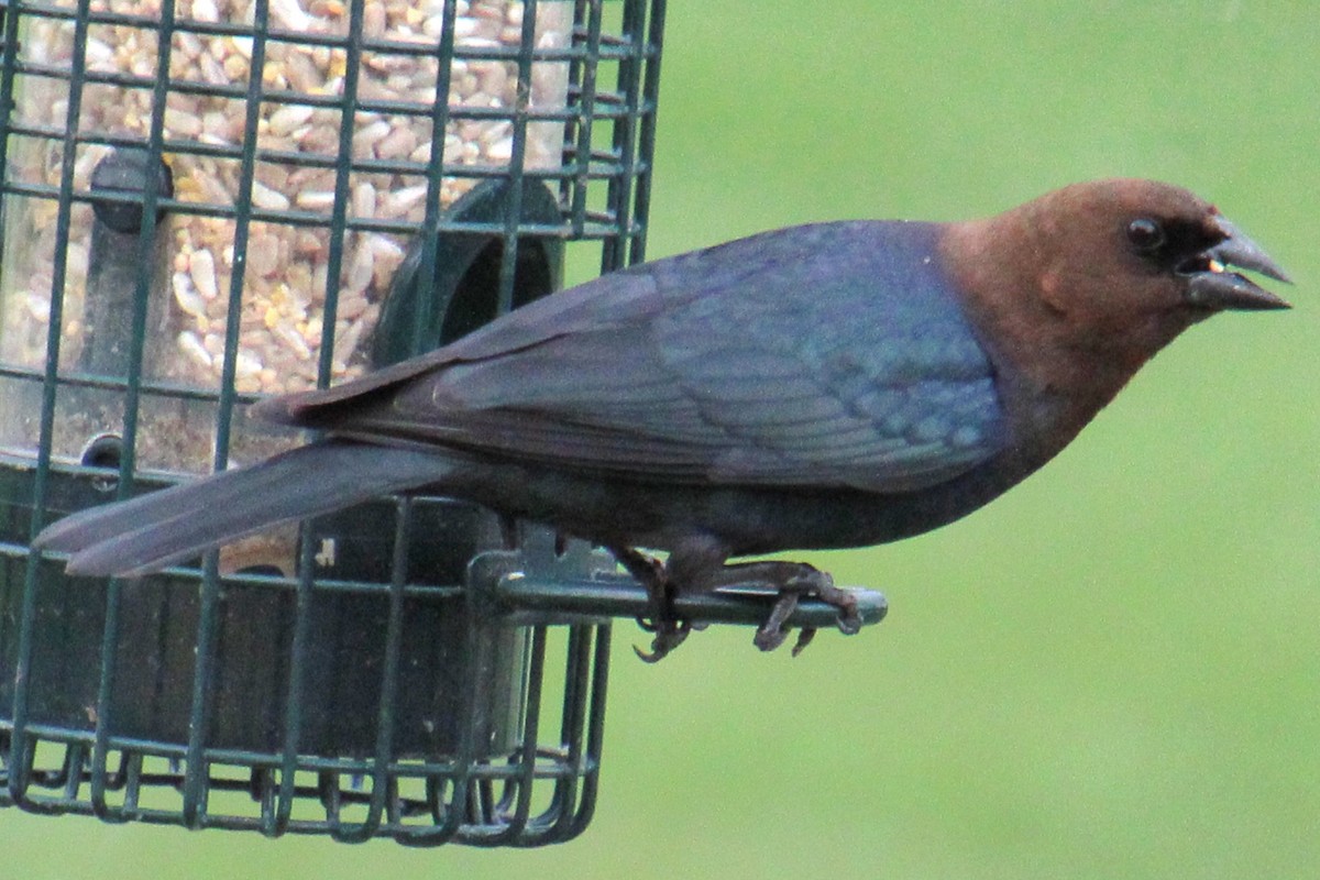 Brown-headed Cowbird - ML617334969