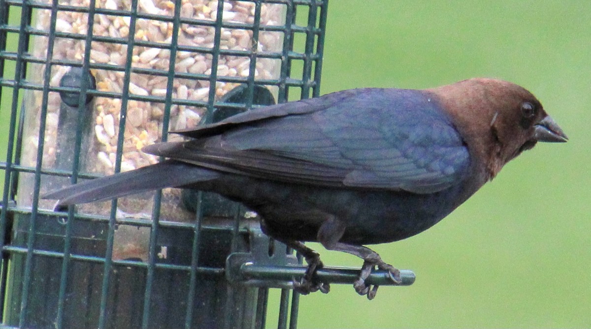 Brown-headed Cowbird - ML617334970