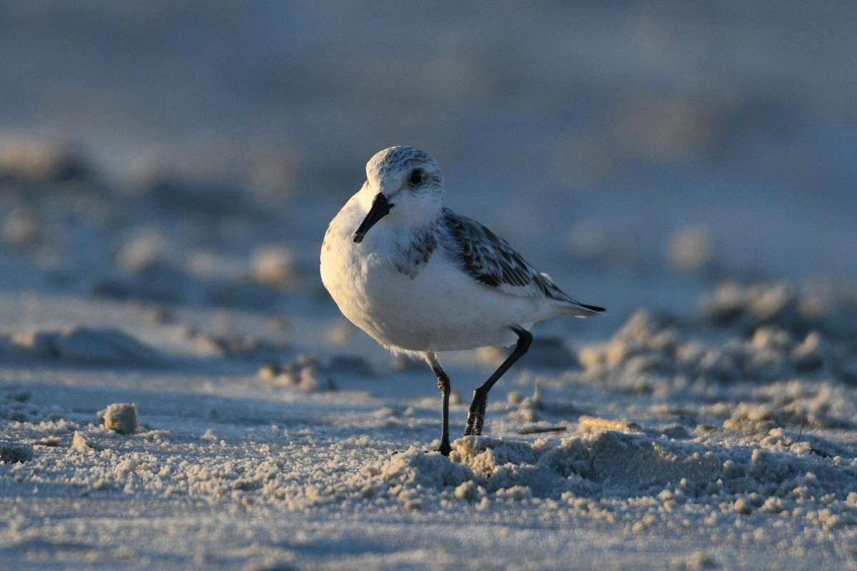 Bécasseau sanderling - ML617334973